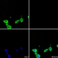 Anti-Cytochrome P450 2D6 Antibody
