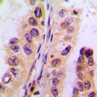 Anti-Cytochrome P450 3A4/5 Antibody