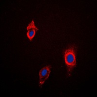 Anti-Cytochrome P450 3A4/5 Antibody