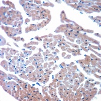 Anti-Cytochrome P450 8B1 Antibody