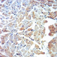 Anti-Cytochrome P450 11A1 Antibody