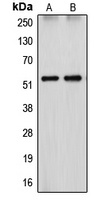 Cytochrome P450 26A1 Rabbit Polyclonal Antibody