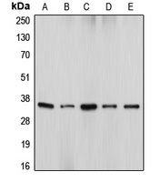 DFF45 Antibody