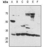 DLX5 Antibody