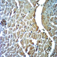 DNM1 (phospho-S774) antibody