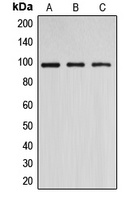 DNMT3B Antibody