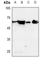 Dopamine Receptor D1 Rabbit Polyclonal Antibody