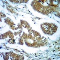 DRD1 antibody