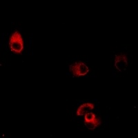 Anti-Dopamine Receptor D4 Antibody