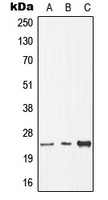 CDC8 Antibody