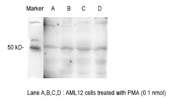 E2F1 (phospho-T433) antibody