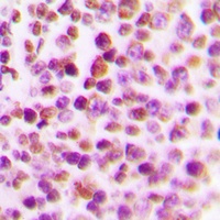Anti-E2F4 Antibody
