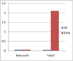 Anti-E2F6 Antibody