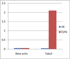 E2F6 antibody