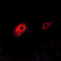 Anti-EDG3 Antibody
