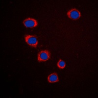 EFNA3 antibody