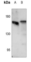 EGFR (Phospho-S1071) Antibody