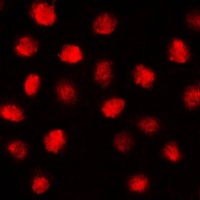 Anti-EGR Antibody