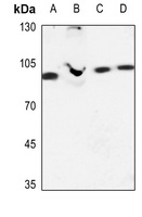 EHHADH Antibody