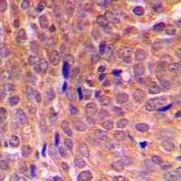 Anti-EIF2S1 Antibody