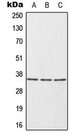 HUR Rabbit Polyclonal Antibody