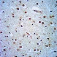 ELAVL1 antibody