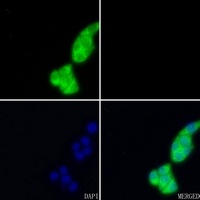 ELAVL1 antibody