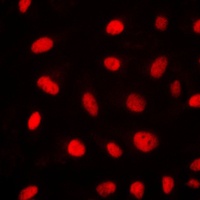 Anti-ELK1 Antibody