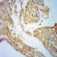 Anti-ENDOG Antibody