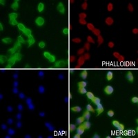 Anti-p300 Antibody