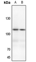 EPHA3 Antibody