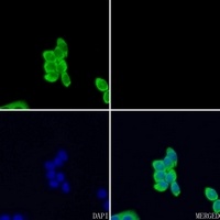 Anti-EPHA3 Antibody