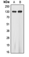 EPHA5 Antibody
