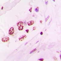 Anti-NR2F6 Antibody