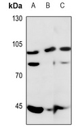 ERCC4 Antibody