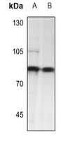 PE2 Antibody