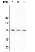 Factor II APII Antibody