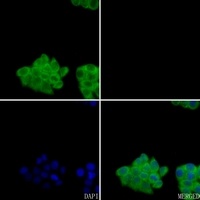 F2 antibody