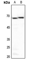 PAR1 Antibody