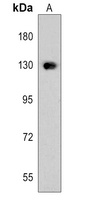 Fibulin 2 Antibody