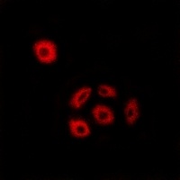 Anti-Fibulin 2 Antibody