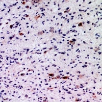 FGF5 antibody