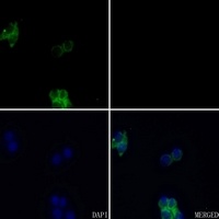 Anti-FGFR3 Antibody