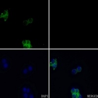 FGFR3 antibody