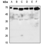 Glypican 5 Antibody