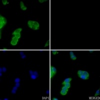 Anti-Glypican 5 Antibody