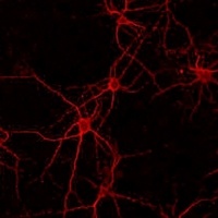 Anti-FGFR2 Antibody