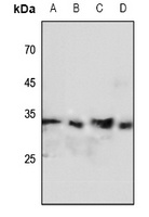 FHL2 Antibody