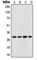 FHL3 Antibody