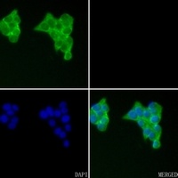 FIGF antibody